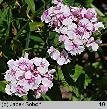 Dianthus barbatus ssp. barbatus (goździk brodaty)