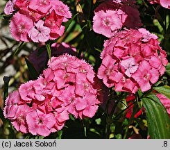 Dianthus barbatus ssp. barbatus (goździk brodaty)