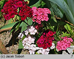 Dianthus barbatus ssp. barbatus (goździk brodaty)