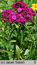 Dianthus barbatus ssp. barbatus (goździk brodaty)