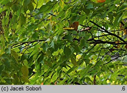 Carpinus laxiflora (grab luźnokwiatowy)