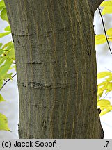 Carpinus laxiflora (grab luźnokwiatowy)