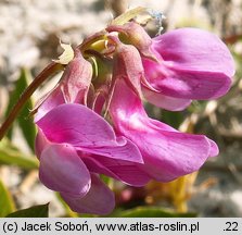 Lathyrus japonicus ssp. maritimus