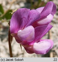 Lathyrus japonicus ssp. maritimus