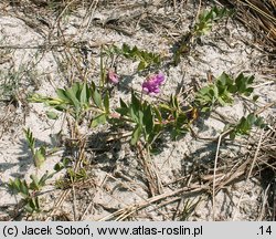 Lathyrus japonicus ssp. maritimus