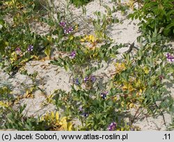 Lathyrus japonicus ssp. maritimus