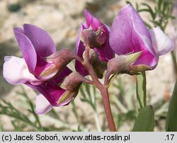 Lathyrus japonicus ssp. maritimus