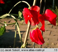 Lathyrus odoratus