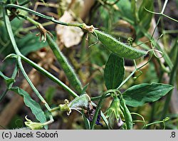 Lathyrus odoratus (groszek pachnący)