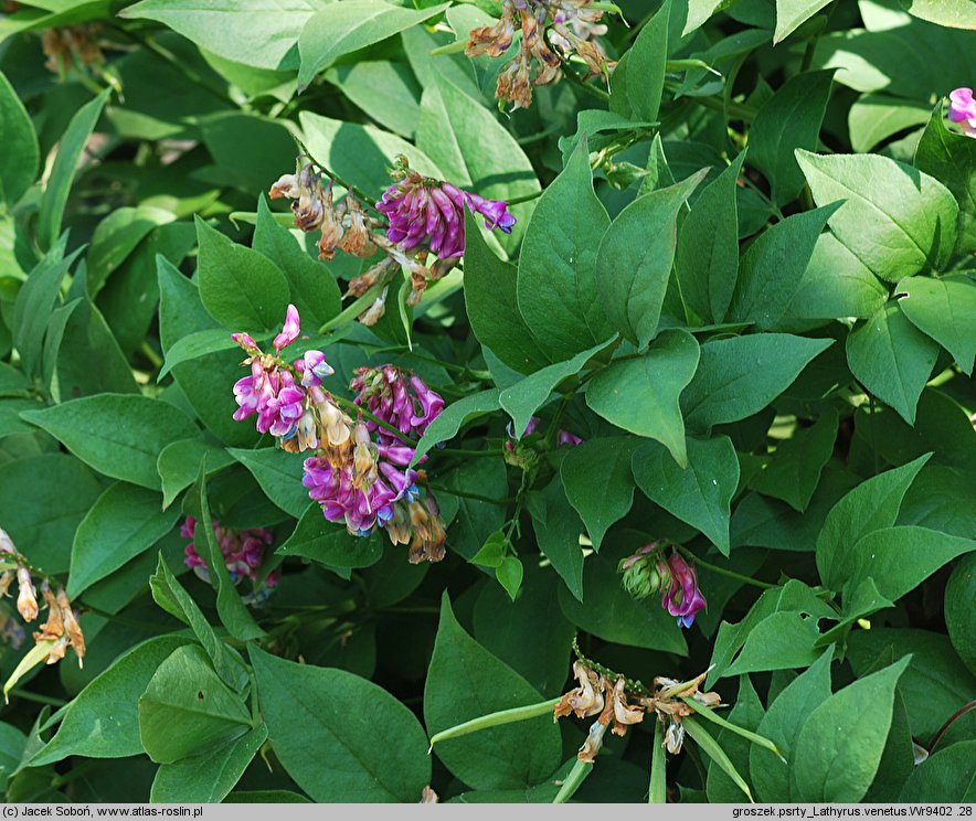 Lathyrus venetus