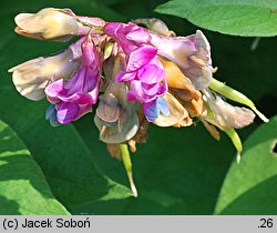 Lathyrus venetus