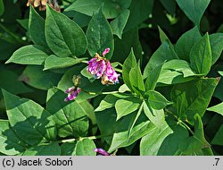 Lathyrus venetus