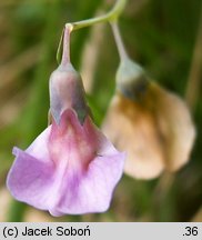 Lathyrus montanus (groszek skrzydlasty)