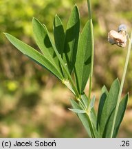 Lathyrus montanus (groszek skrzydlasty)