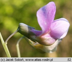 Lathyrus montanus (groszek skrzydlasty)