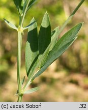 Lathyrus montanus (groszek skrzydlasty)