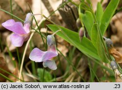 Lathyrus montanus (groszek skrzydlasty)