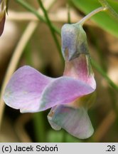 Lathyrus montanus (groszek skrzydlasty)