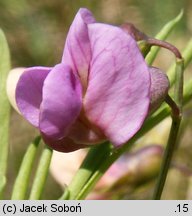 Lathyrus montanus (groszek skrzydlasty)