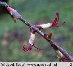 Cercidiphyllum japonicum