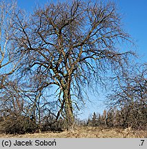 Pyrus communis