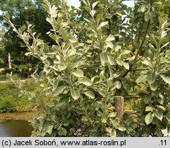 Pyrus nivalis