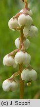 Pyrola minor