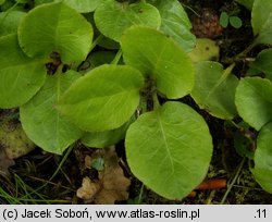 Pyrola minor