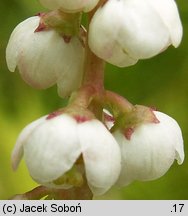 Pyrola minor