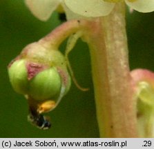 Pyrola minor