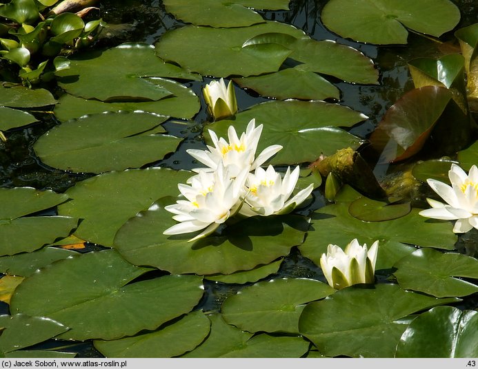 Nymphaea alba (grzybienie białe)