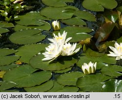 Nymphaea alba (grzybienie białe)