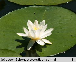 Nymphaea alba (grzybienie białe)