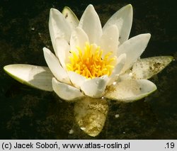 Nymphaea alba (grzybienie białe)