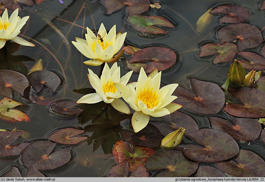 Nymphaea hort. Pygmaea Helvola