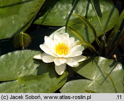 Nymphaea candida