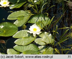 Nymphaea candida