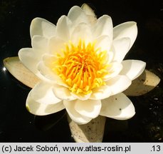 Nymphaea candida