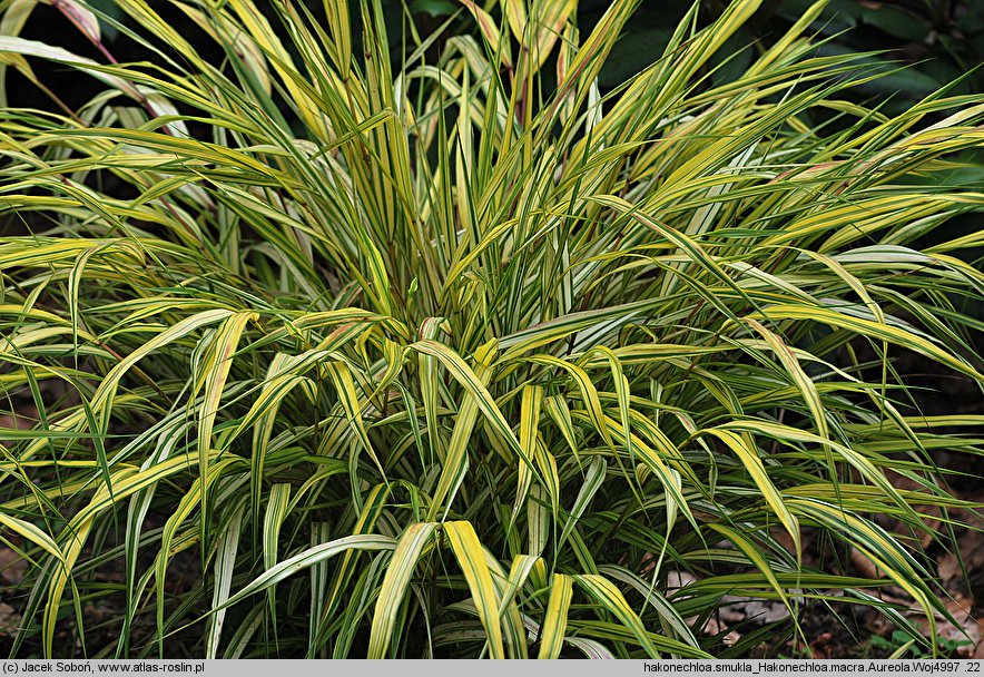 Hakonechloa macra Aureola