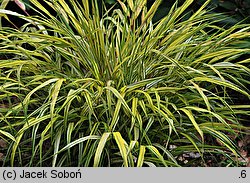 Hakonechloa macra Aureola