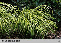 Hakonechloa macra Aureola