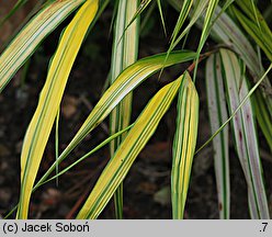 Hakonechloa macra Aureola