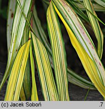 Hakonechloa macra Aureola