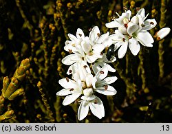 Veronica armstrongii (hebe Armnstronga)