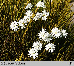 Veronica armstrongii (hebe Armnstronga)