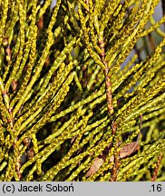 Veronica armstrongii (hebe Armnstronga)