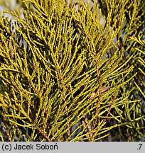 Veronica armstrongii (hebe Armnstronga)