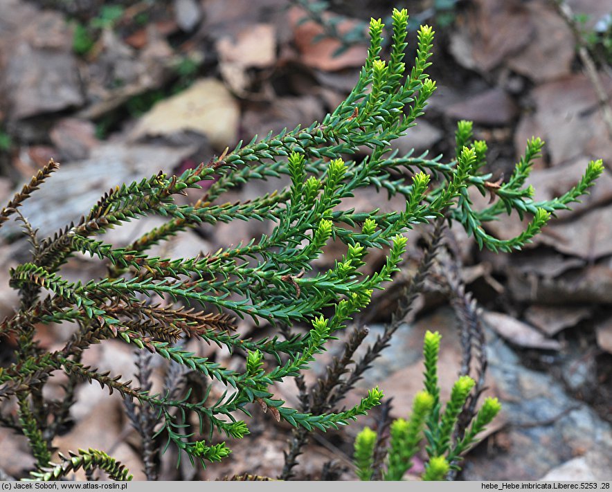 Hebe imbricata (hebe dachówkowata)