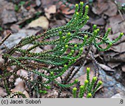 Hebe imbricata (hebe dachówkowata)