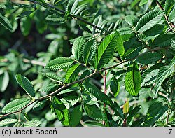 Hemiptelea davidii (hemipteleja Davida)